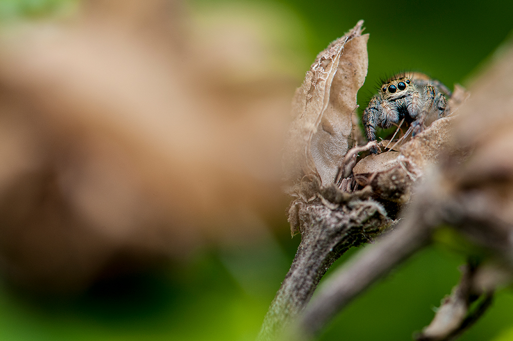 Araignées sauteuses