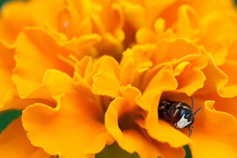 Guêpe à tête blanche