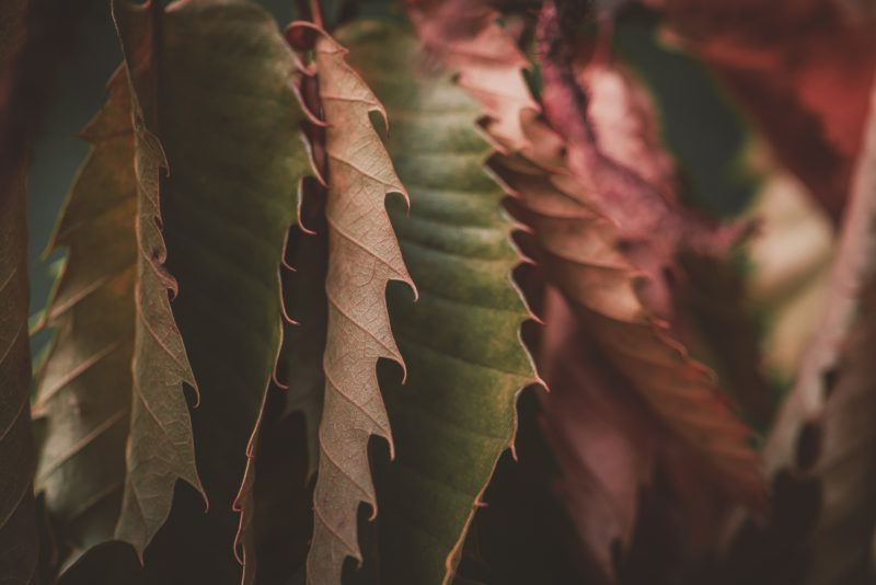 Feuille de châtaignier