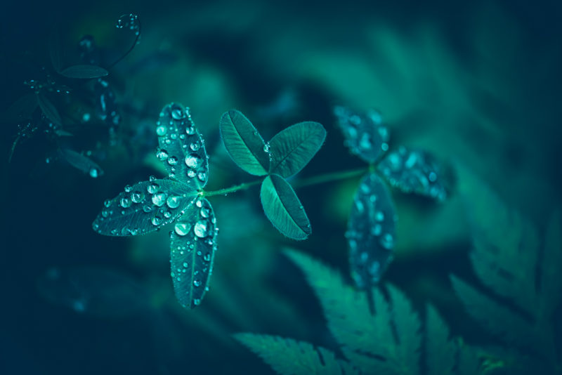 Pluie sur la végétation
