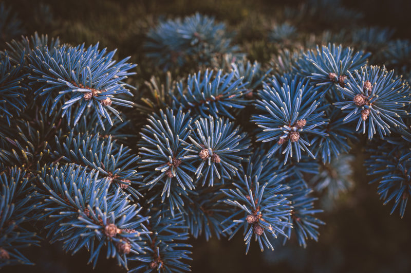 Sapin bleu
