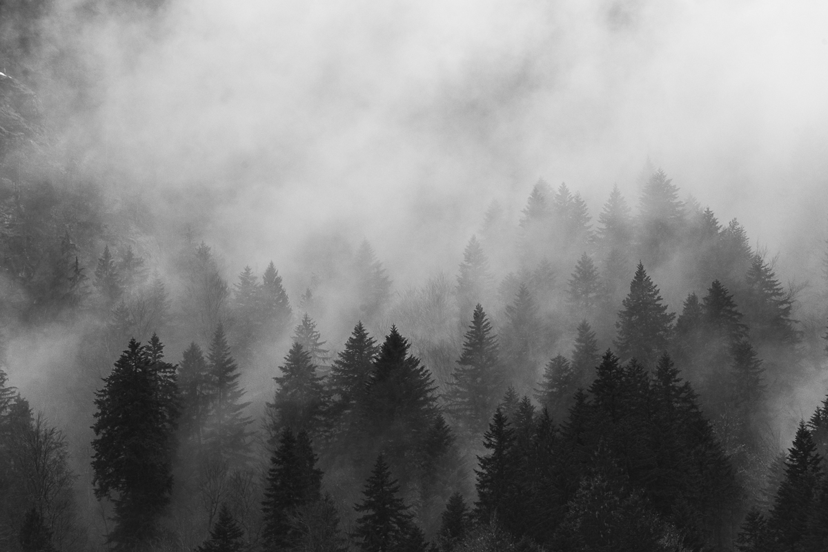 Forêt de Thônes dans les nuages (Haute Savoie)