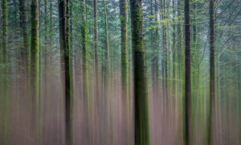 Forêt du Mont - Haute Savoie