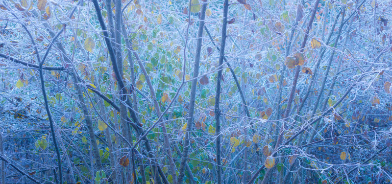 Couleurs figées par le froid