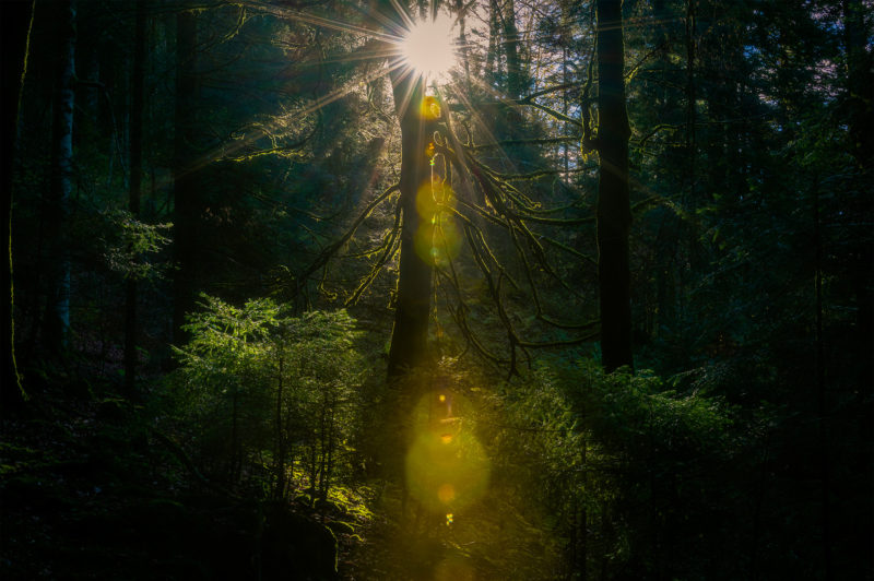 Forêt du Mont - Haute Savoie (France)